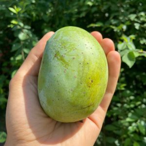 Royal Reserve Langra Mangoes