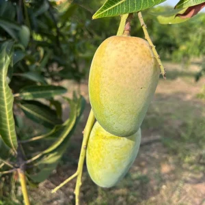 Orchard Select Chausa Mangoes