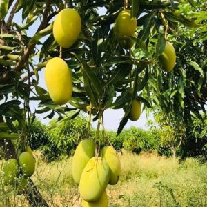 Orchard Select Dasheri Mangoes