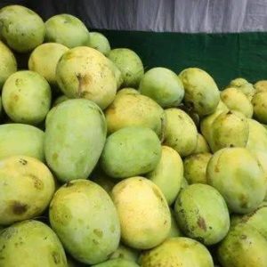 Farm Fresh Chausa Mangoes