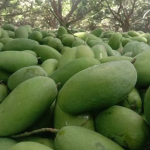 Farm Fresh Dasheri Mangoes