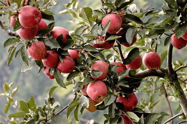 Kinnaur Apples