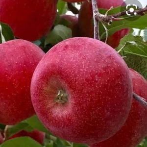 Premium Red Gala Apples