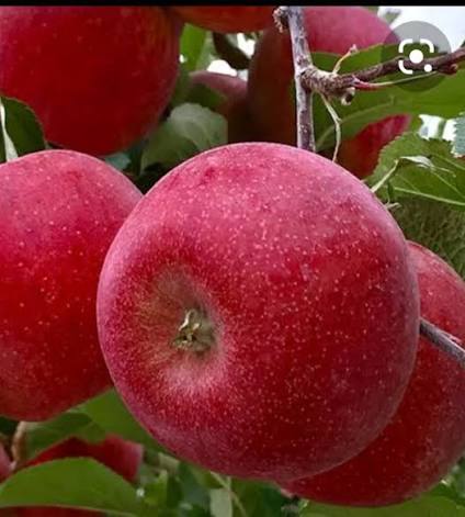 Premium Red Gala Apples