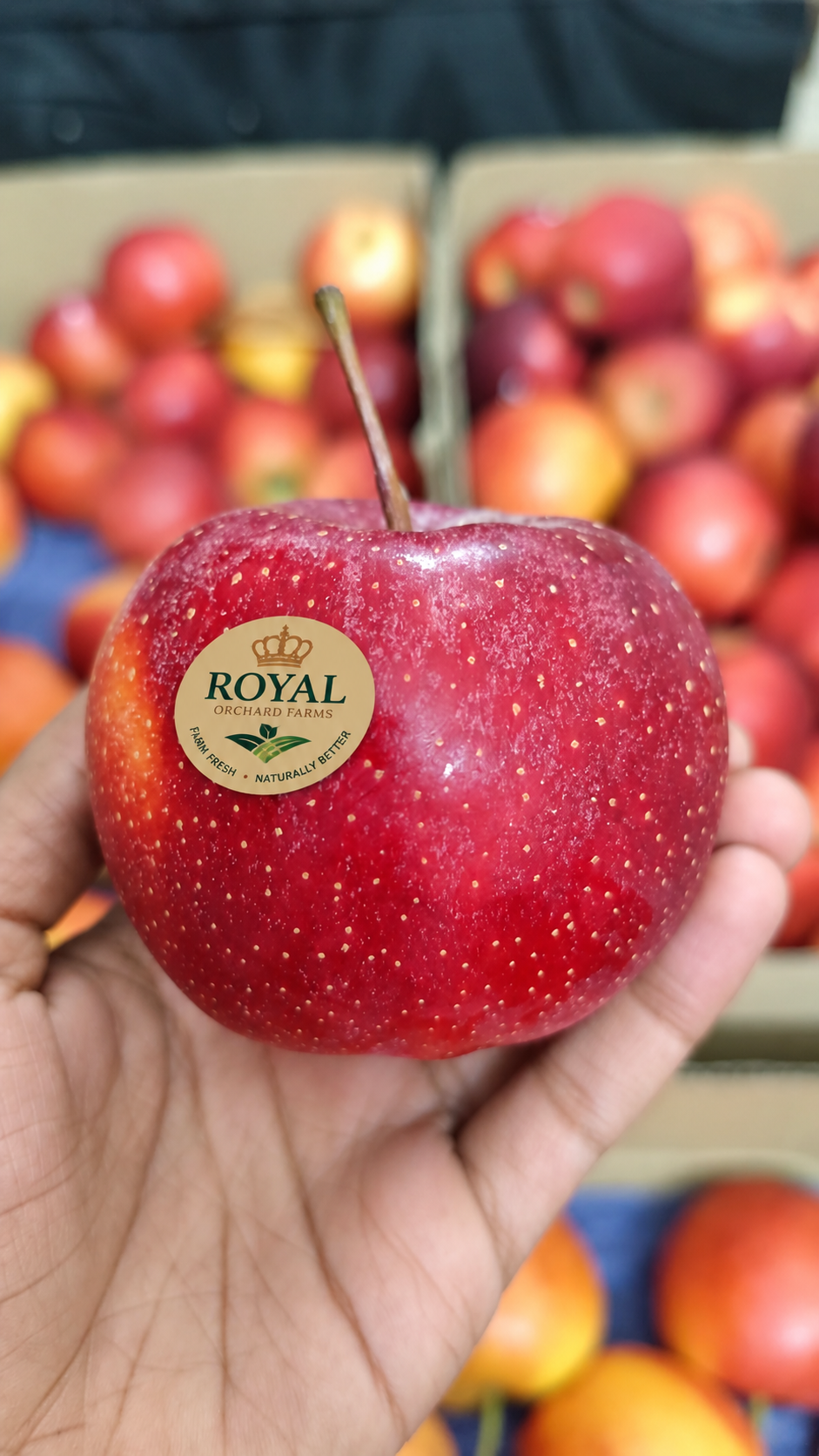 Kashmir Red Gala Apples